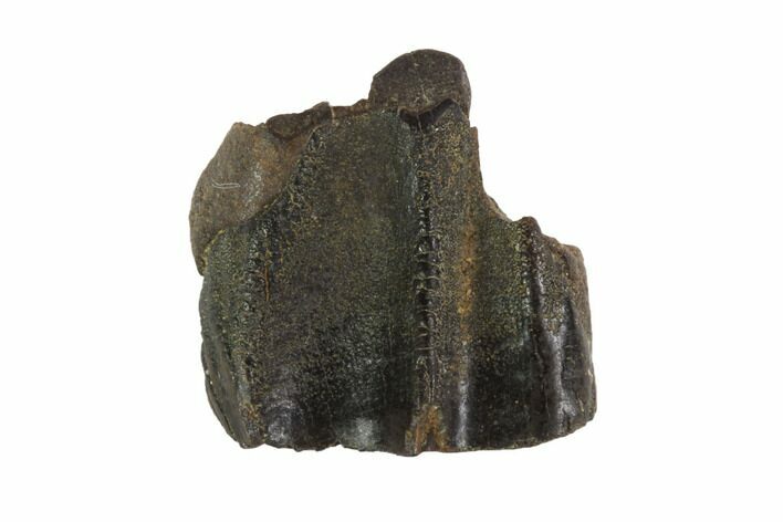 Triceratops Shed Tooth - Montana #93083
